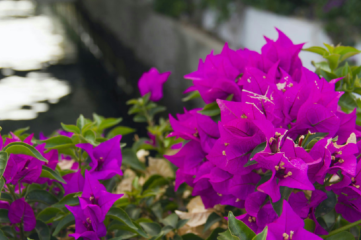 Bouganville rigogliosa ma senza un solo fiore: cosa accade se usi questo concime nel periodo sbagliato?