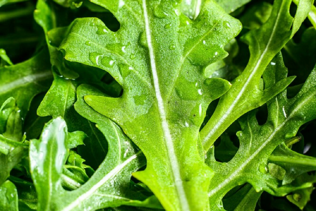 Cicoria da taglio amara: il segreto della ricrescita veloce che trasforma orti e insalate