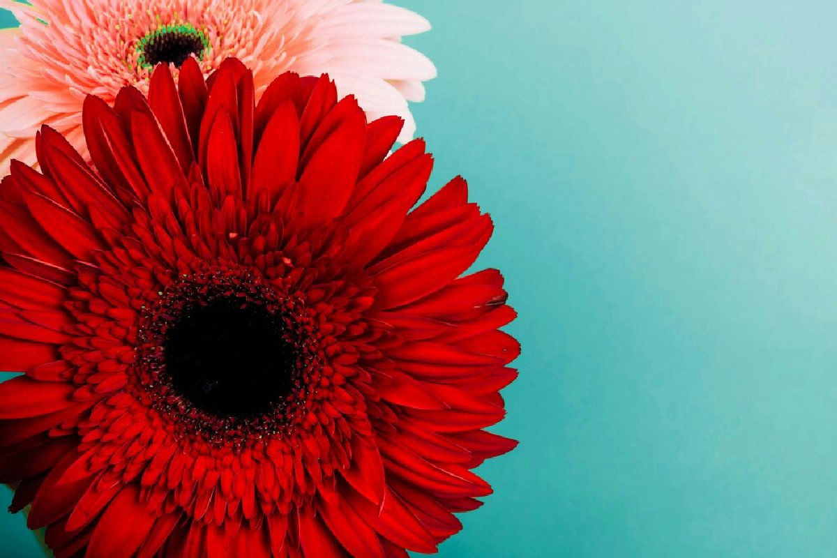 Gerbera: come ottenere fioriture vivaci in casa, i trucchi per vasi rigogliosi tutto l’anno