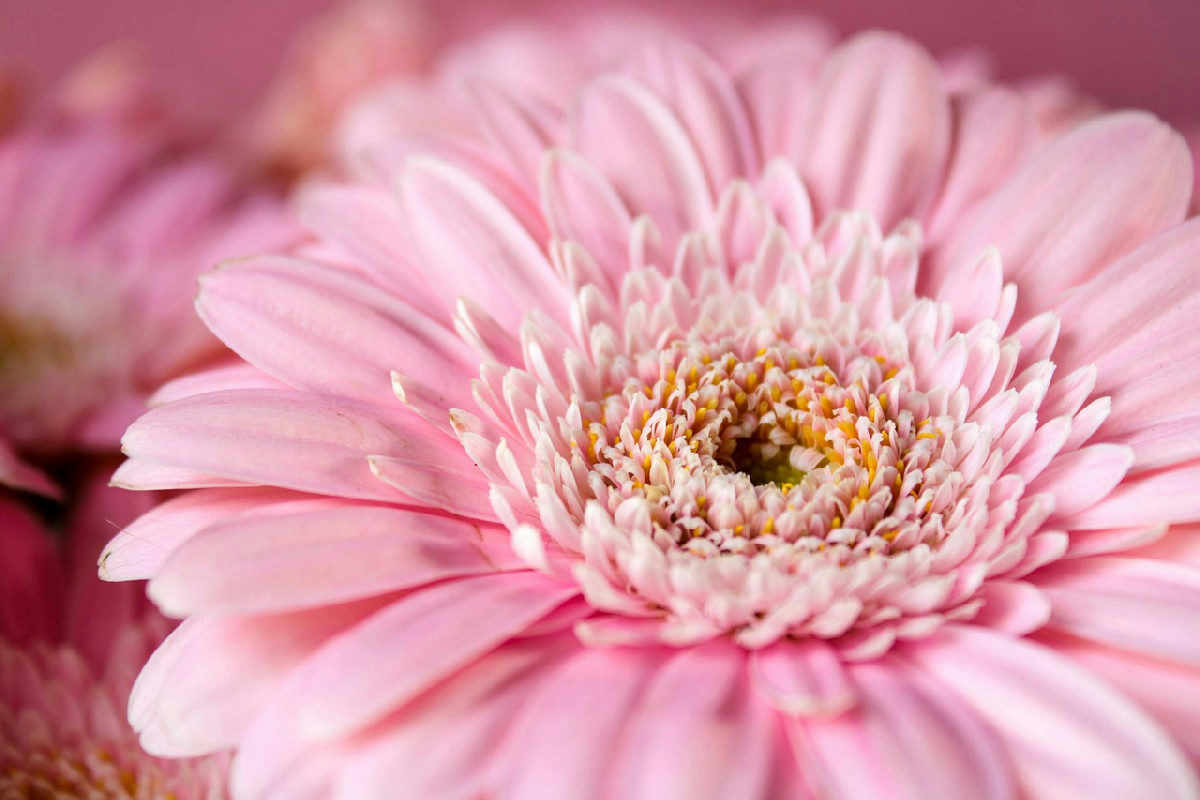 Gerbera: come ottenere fioriture vivaci in casa, i trucchi per vasi rigogliosi tutto l’anno