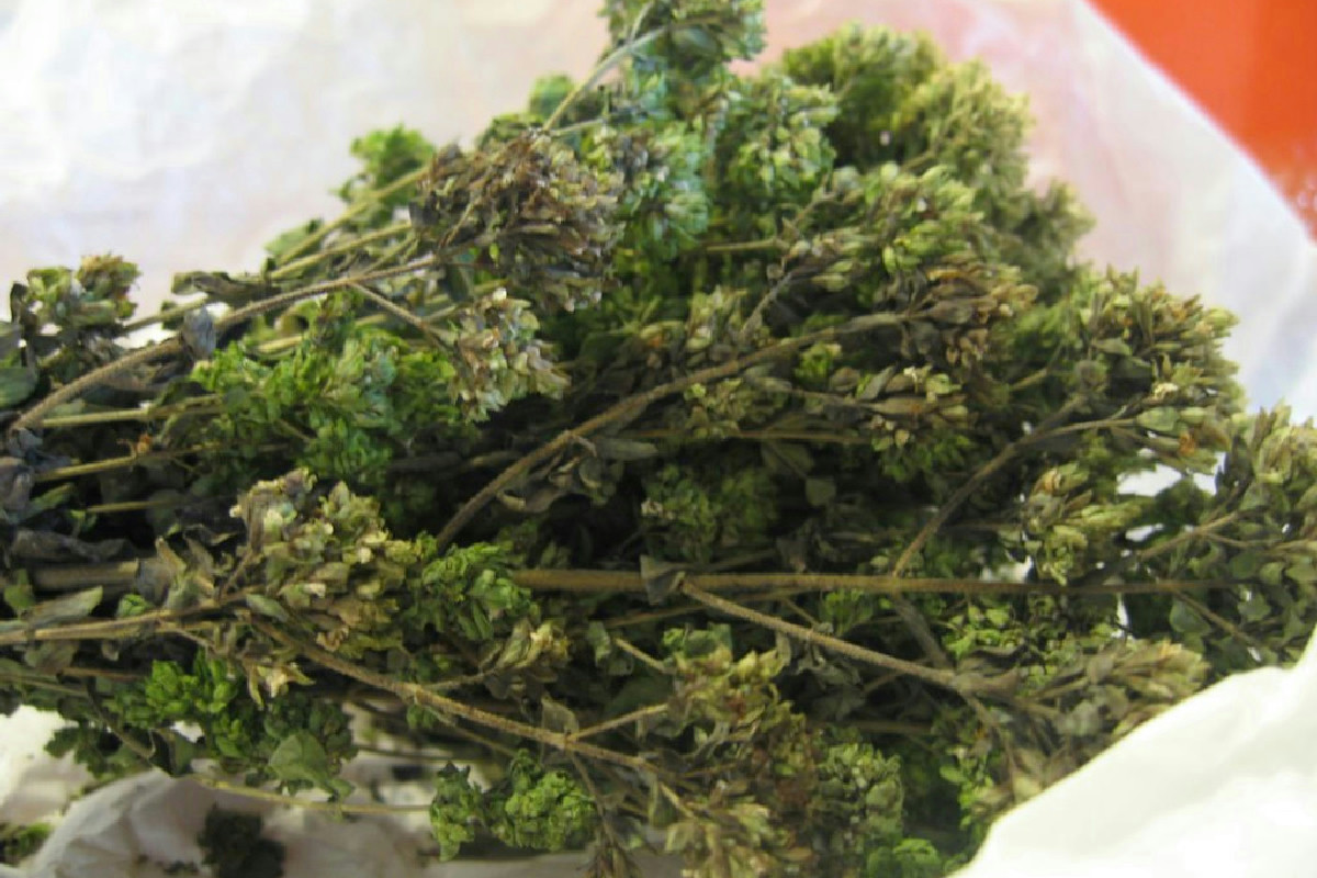 Il motivo per cui sempre più persone coltivano origano a casa: benefici e trucchi mai detti