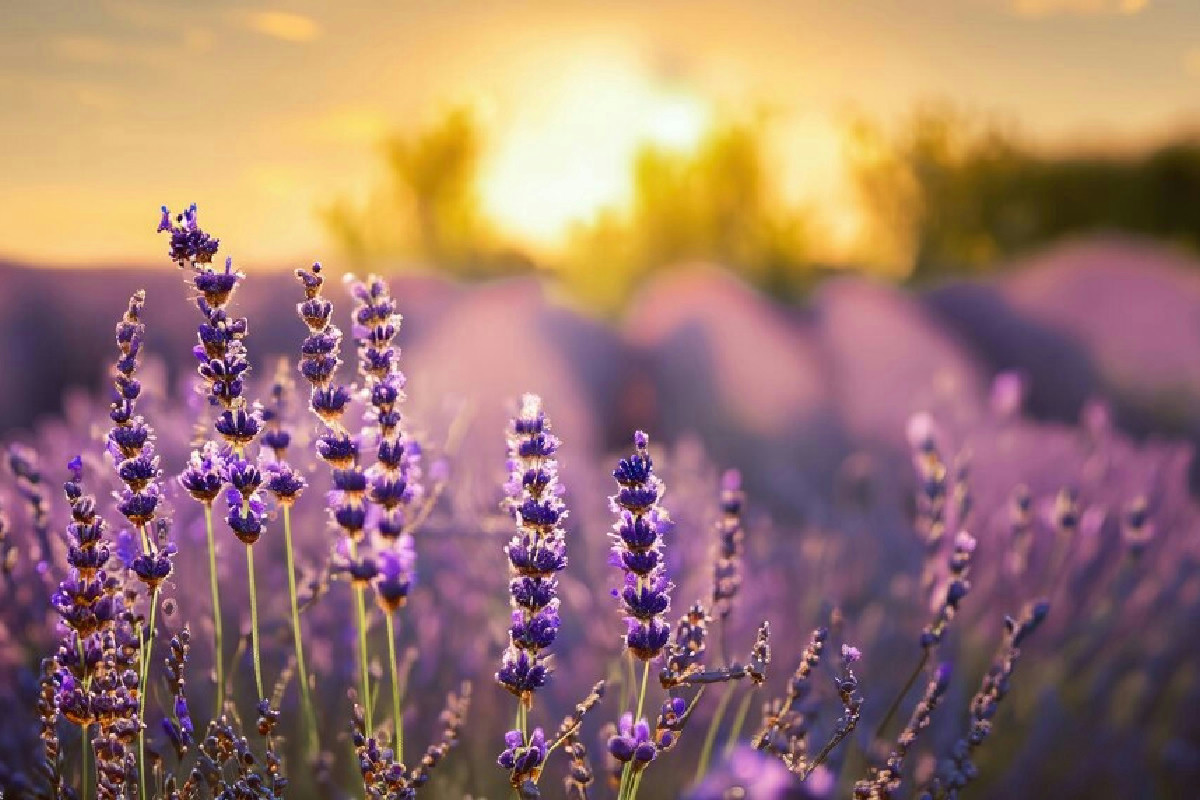 Perché la tua lavanda si secca? Ecco l’errore che fanno tutti senza saperlo