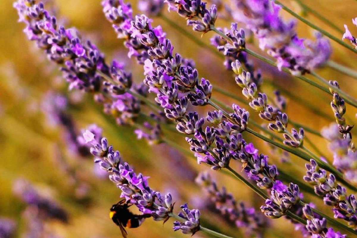Perché la tua lavanda si secca? Ecco l’errore che fanno tutti senza saperlo
