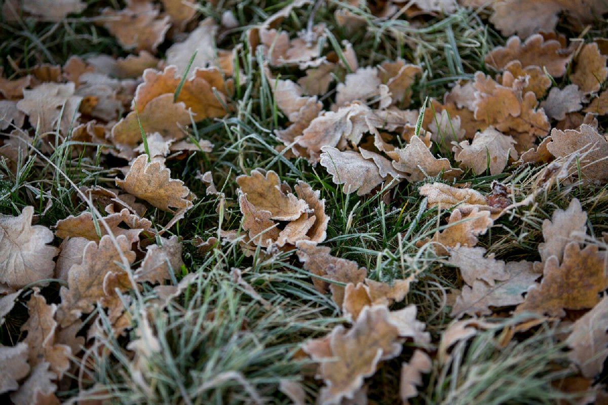 Prato soffocato dalle foglie secche? Questo piccolo gesto autunnale regala un giardino vitale