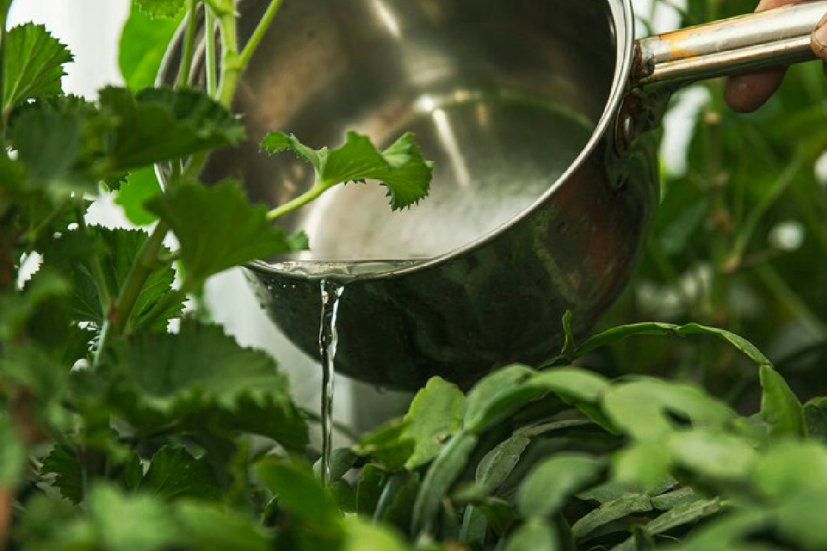 Da quando verso l’acqua di cottura nelle piante sul balcone, il loro aspetto è completamente cambiato