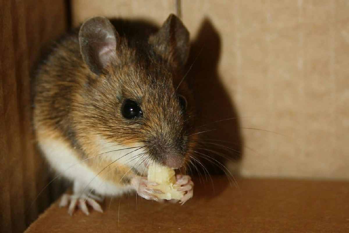 Scopri cosa rivela davvero la presenza di un topo in casa e perché non va mai sottovalutata