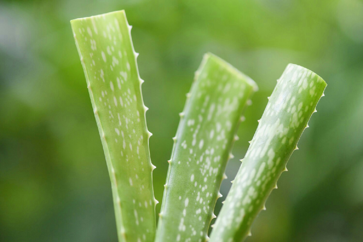 Aloe vera annerita e molle dopo giorni al freddo? Ecco come provare a salvarla in casa