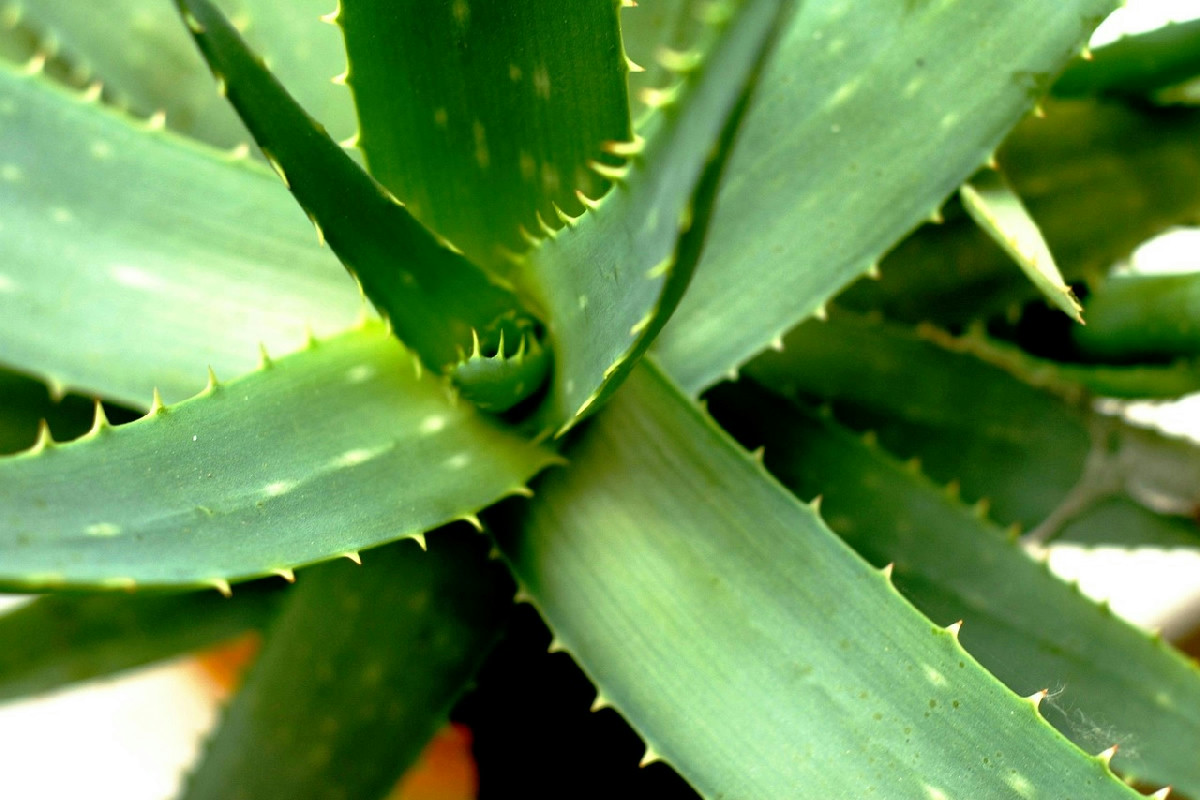 Aloe vera annerita e molle dopo giorni al freddo? Ecco come provare a salvarla in casa