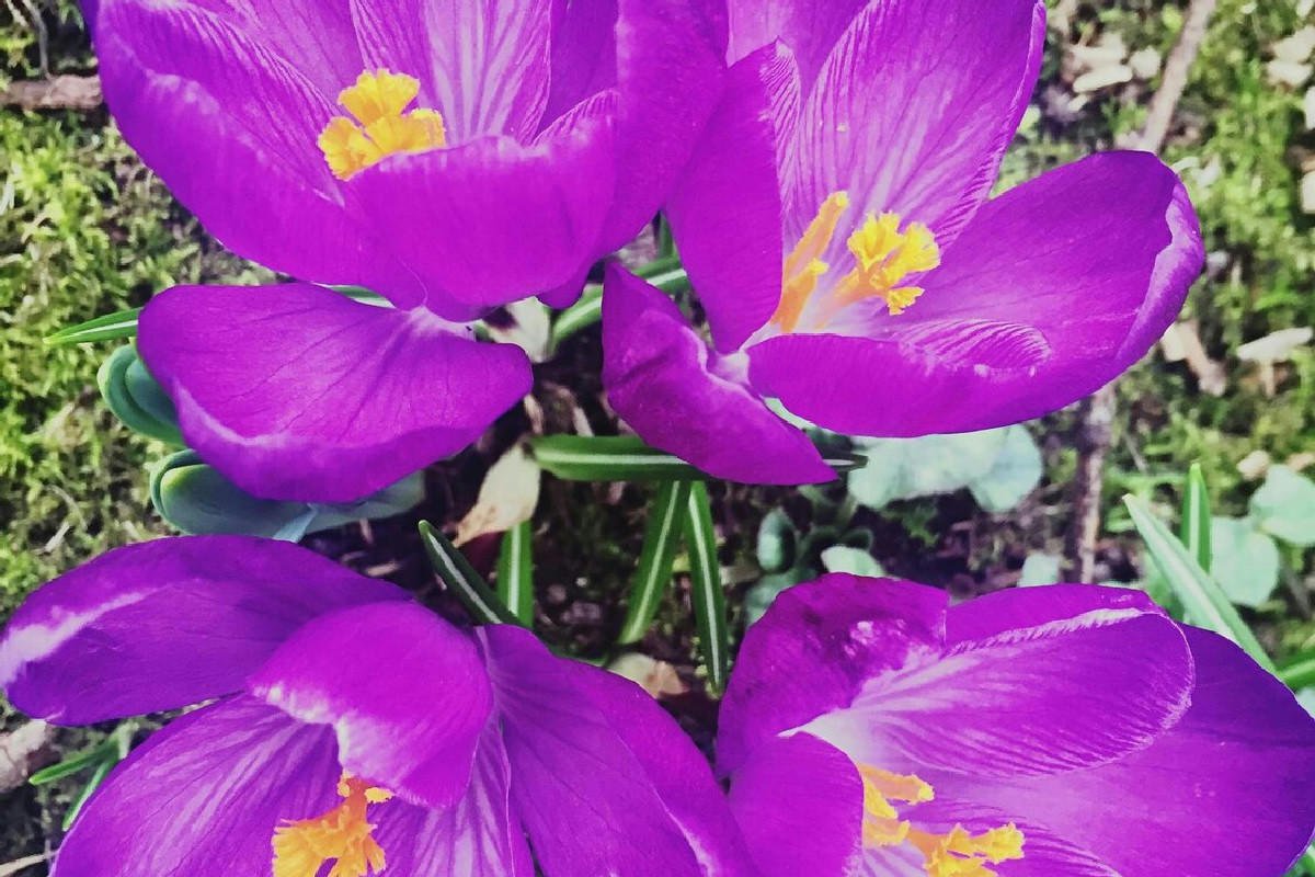 Balcone natalizio decorato con 7 piante resistenti e dettagli eleganti per un’atmosfera raffinata e unica