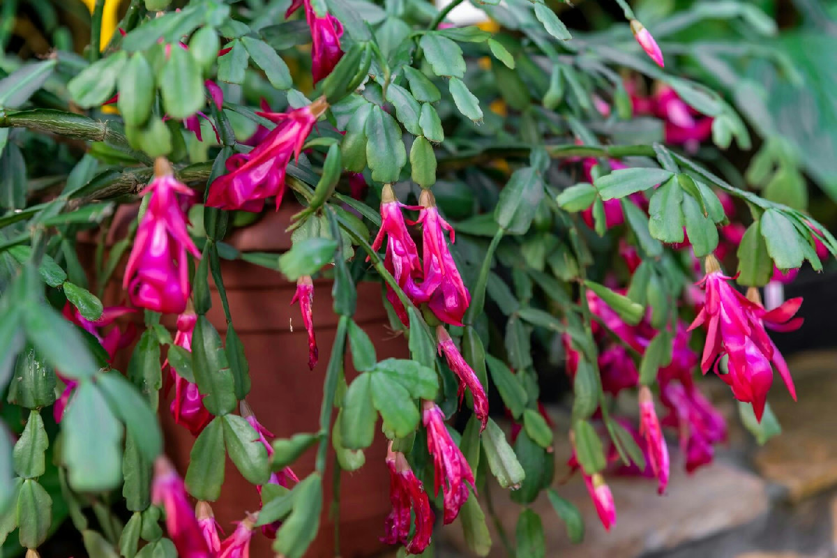 Cactus di Natale dall’aspetto spento: la stanza ideale per far fiorire colori vivaci in casa
