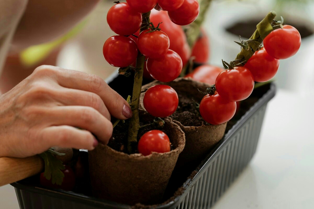 Cenere sparsa tra i pomodori: come cambia l’effetto sulle piante e trasforma il raccolto in giardino