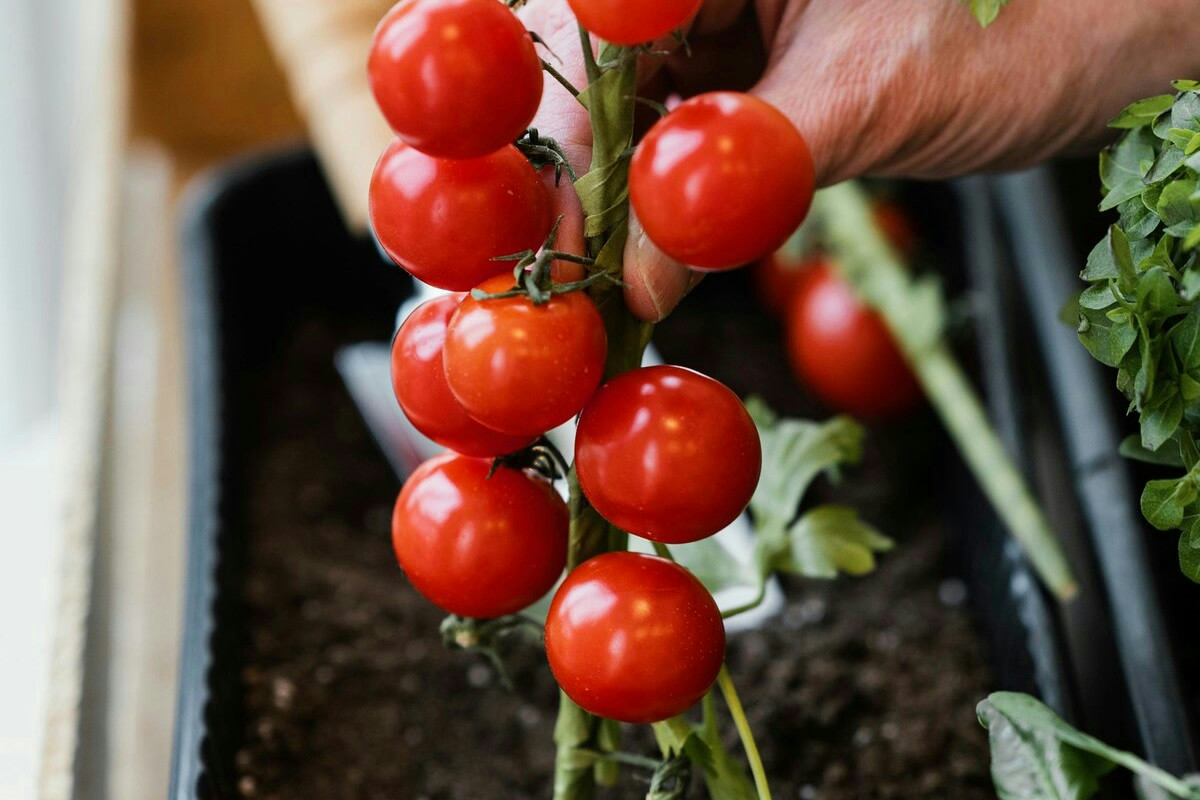 Cenere sparsa tra i pomodori: come cambia l’effetto sulle piante e trasforma il raccolto in giardino