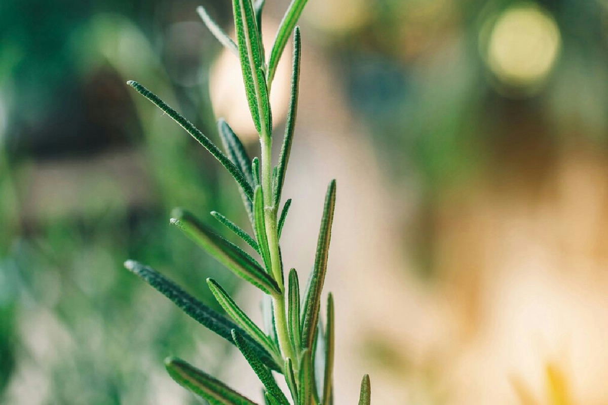Il clamoroso errore con il rosmarino in cucina che rovina per sempre il sapore di questa erba preziosa!
