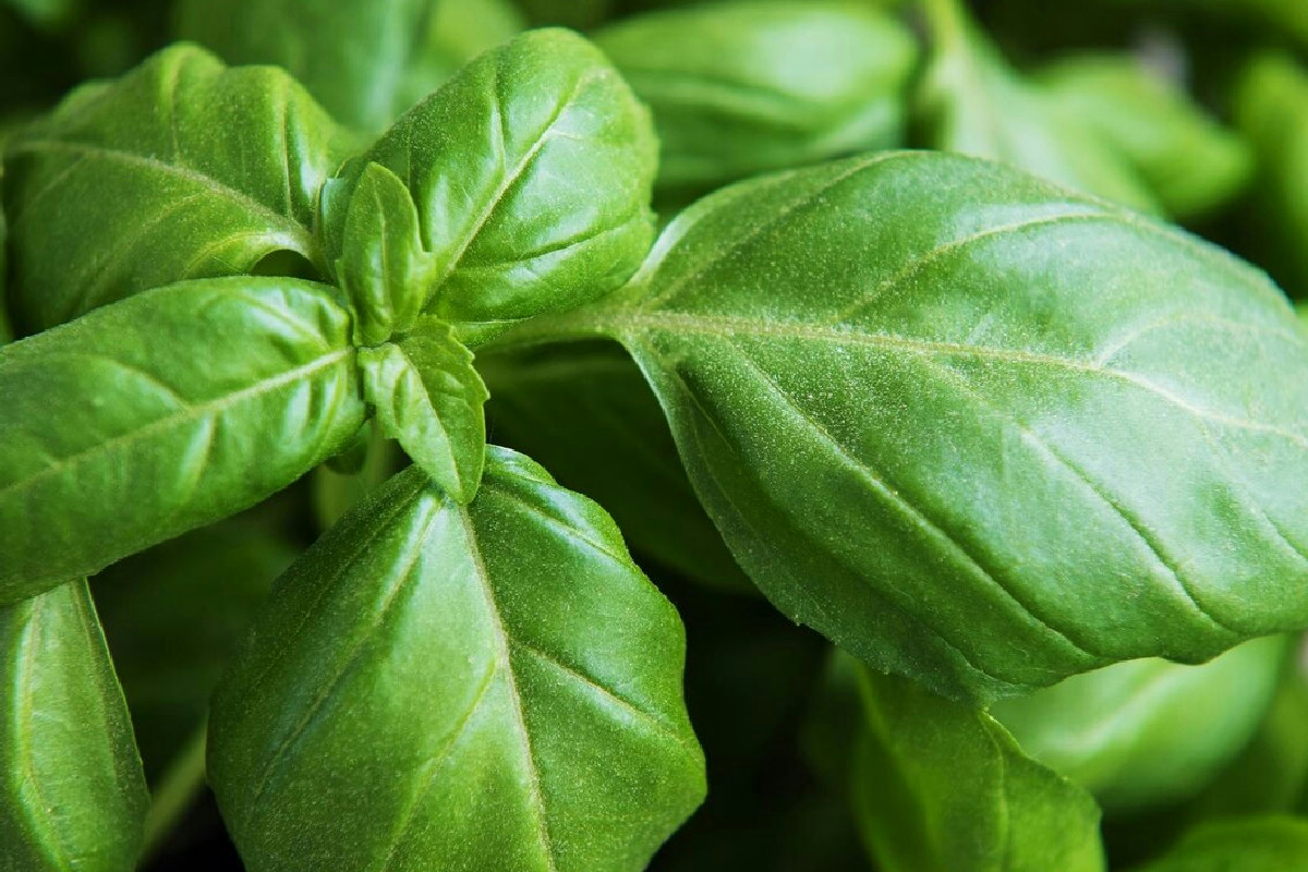 Come mantenere il basilico rigoglioso più a lungo evitando la fioritura precoce in vaso