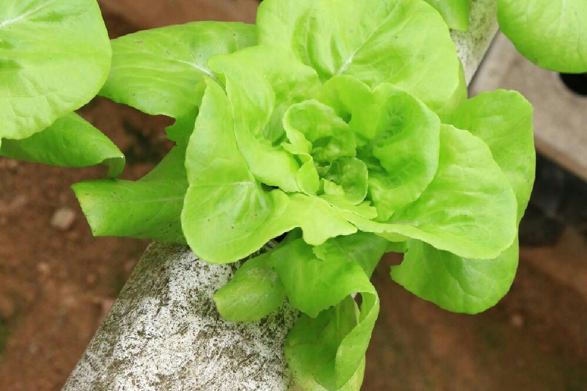 Come ottenere insalate e erbe fresche a casa con un semplice barattolo e un po' d'acqua