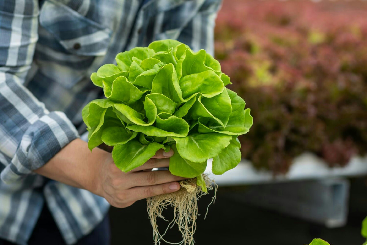Come ottenere insalate e erbe fresche a casa con un semplice barattolo e un po' d'acqua