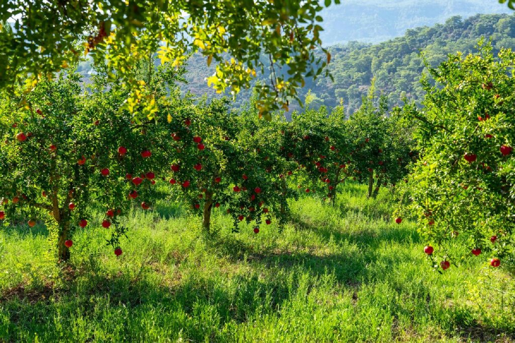 Frutteti sani senza chimica: i trucchi più efficaci per proteggere le piante in modo naturale