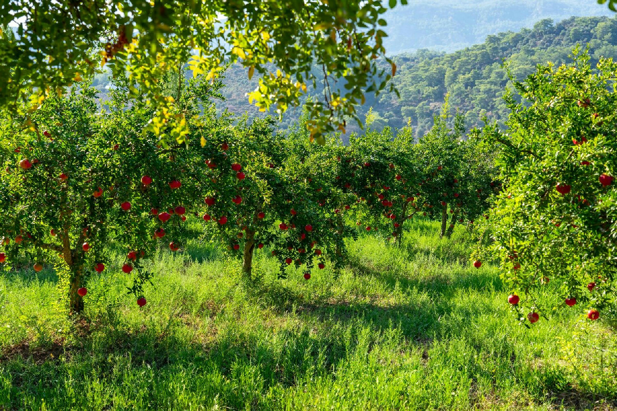 Frutteti sani senza chimica: i trucchi più efficaci per proteggere le piante in modo naturale