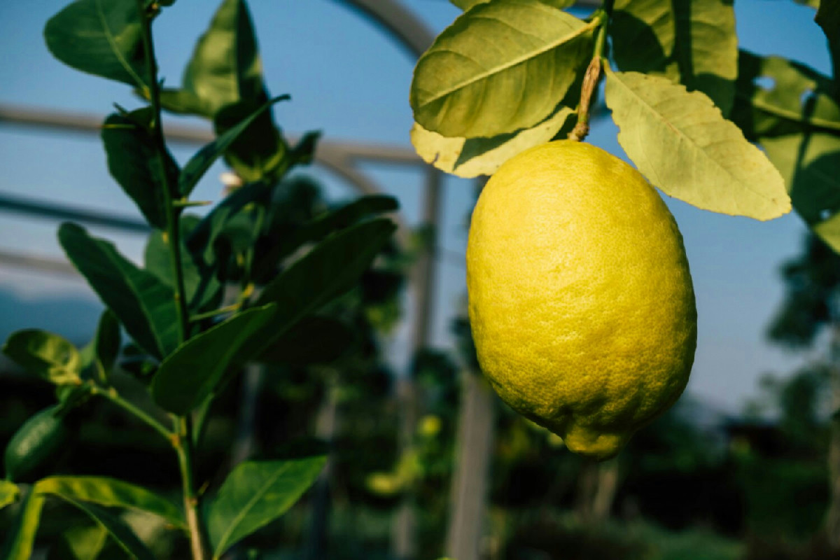 Limone in vaso senza fiori né frutti: ecco la posizione ideale per ridare vigore alla pianta
