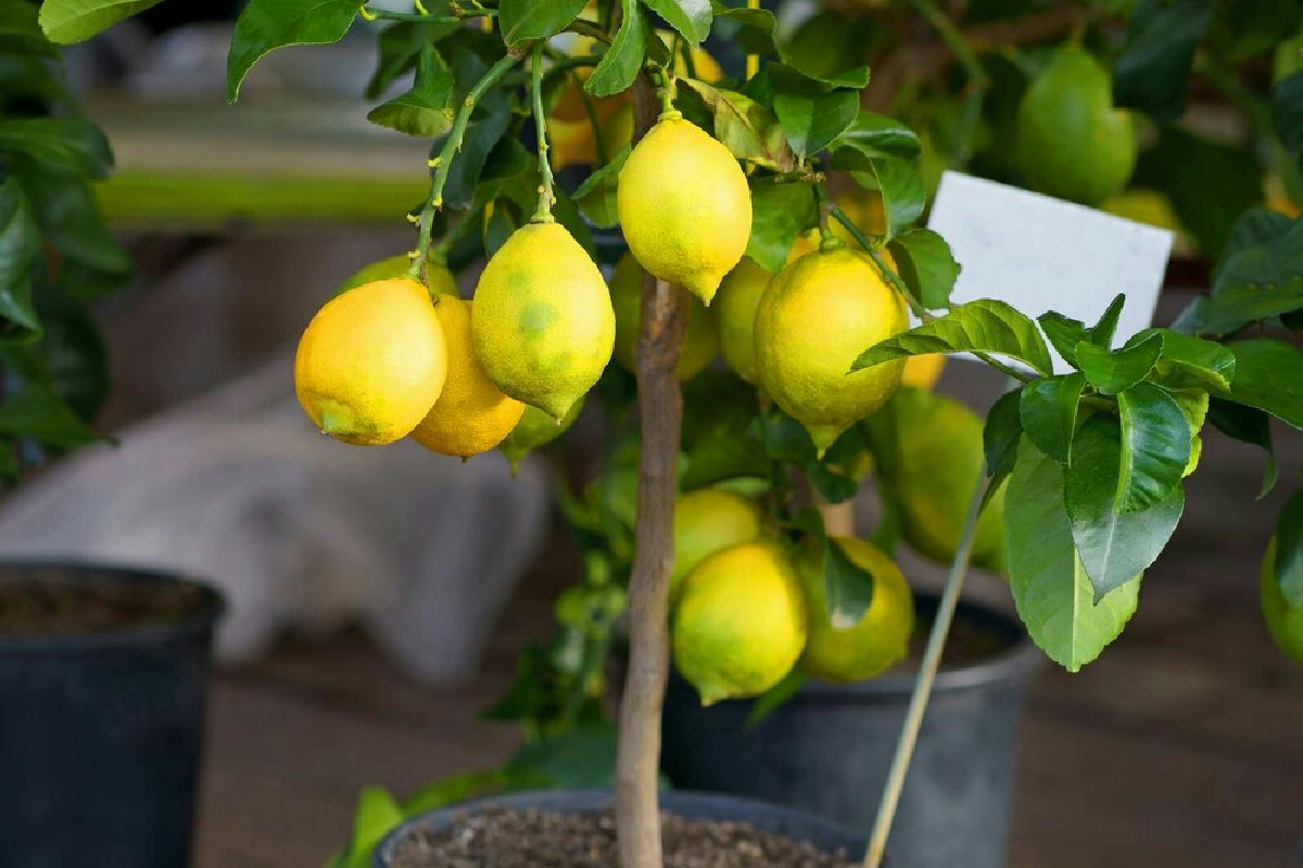 Limone in vaso senza fiori né frutti: ecco la posizione ideale per ridare vigore alla pianta
