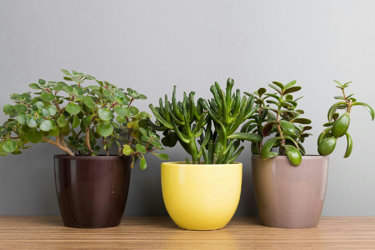 Misure dei vasi: come scegliere il contenitore ideale per far crescere piante sane e rigogliose