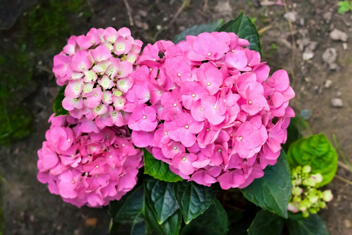 Ortensia senza fiori: il fertilizzante naturale per una fioritura rigogliosa e duratura