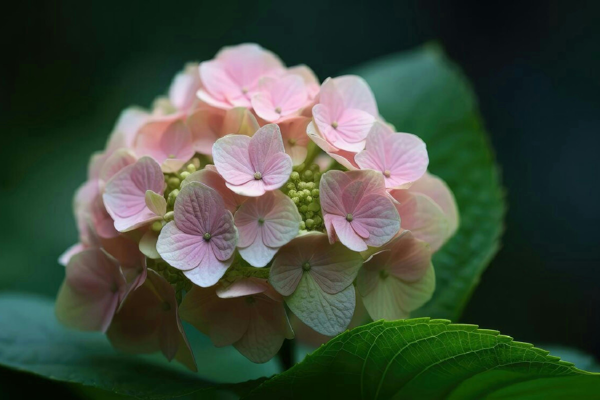 Ortensia senza fiori: il fertilizzante naturale per una fioritura rigogliosa e duratura