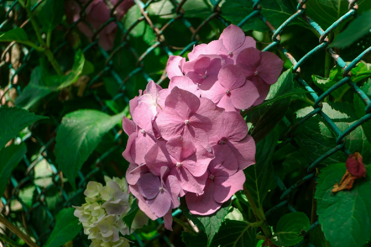 Ortensie: quando e come potarle per mantenere piante sane e fioriture rigogliose tutto l'anno