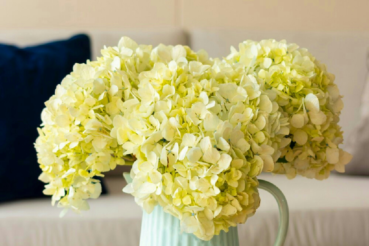 Ortensie: quando e come potarle per mantenere piante sane e fioriture rigogliose tutto l'anno