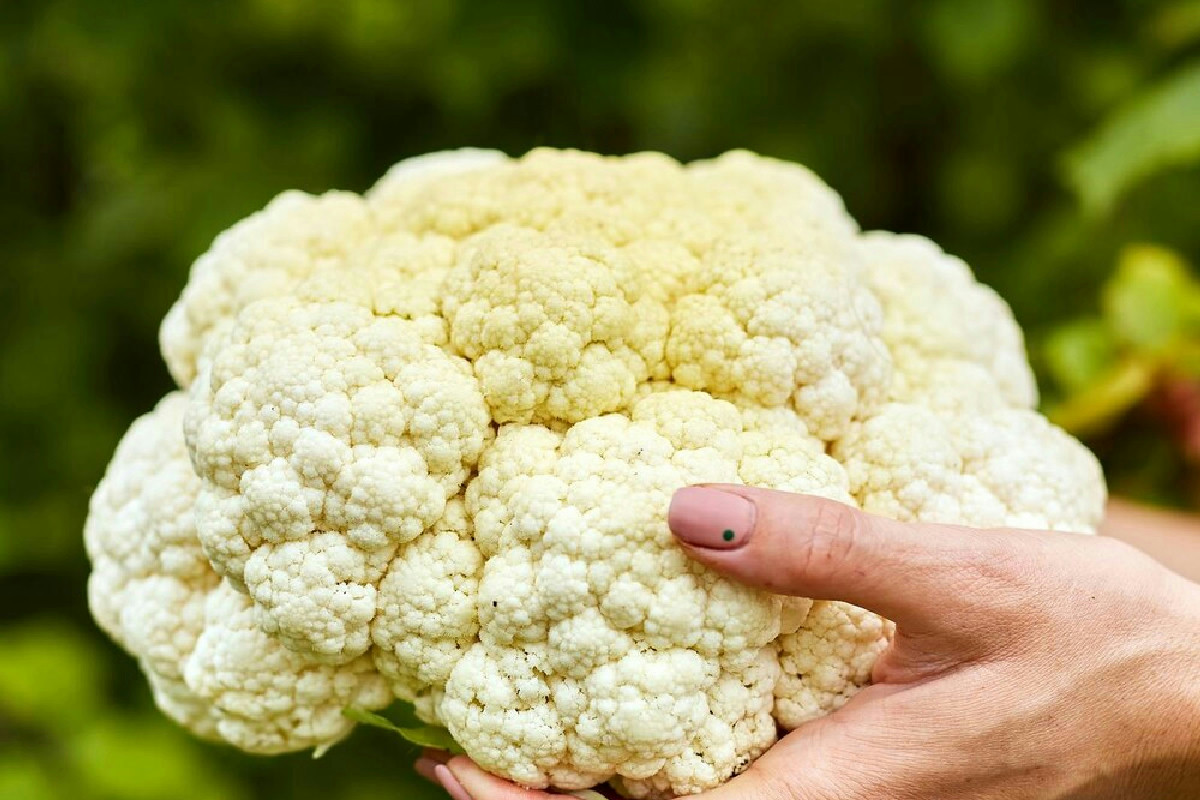Perché il cavolfiore in agrodolce è il contorno sfizioso che non ti aspetti in cucina?