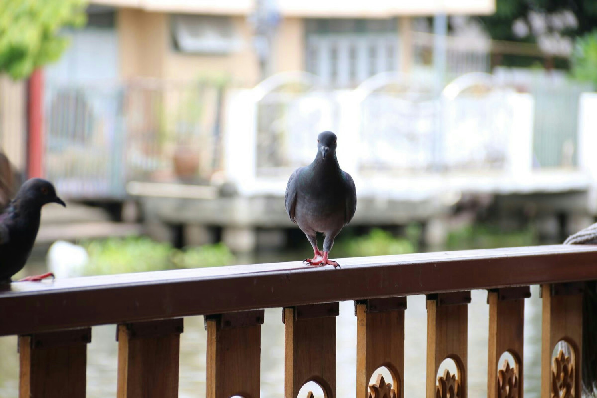 Piccioni invadono il balcone: come allontanarli a lungo con acqua e peperoncino in pochi passi