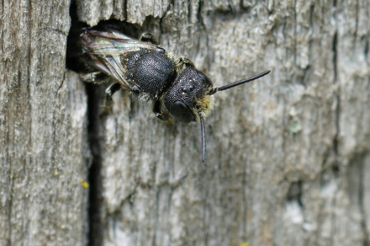 Proteggi il tuo giardino dai calabroni con metodi naturali efficaci e facili da applicare