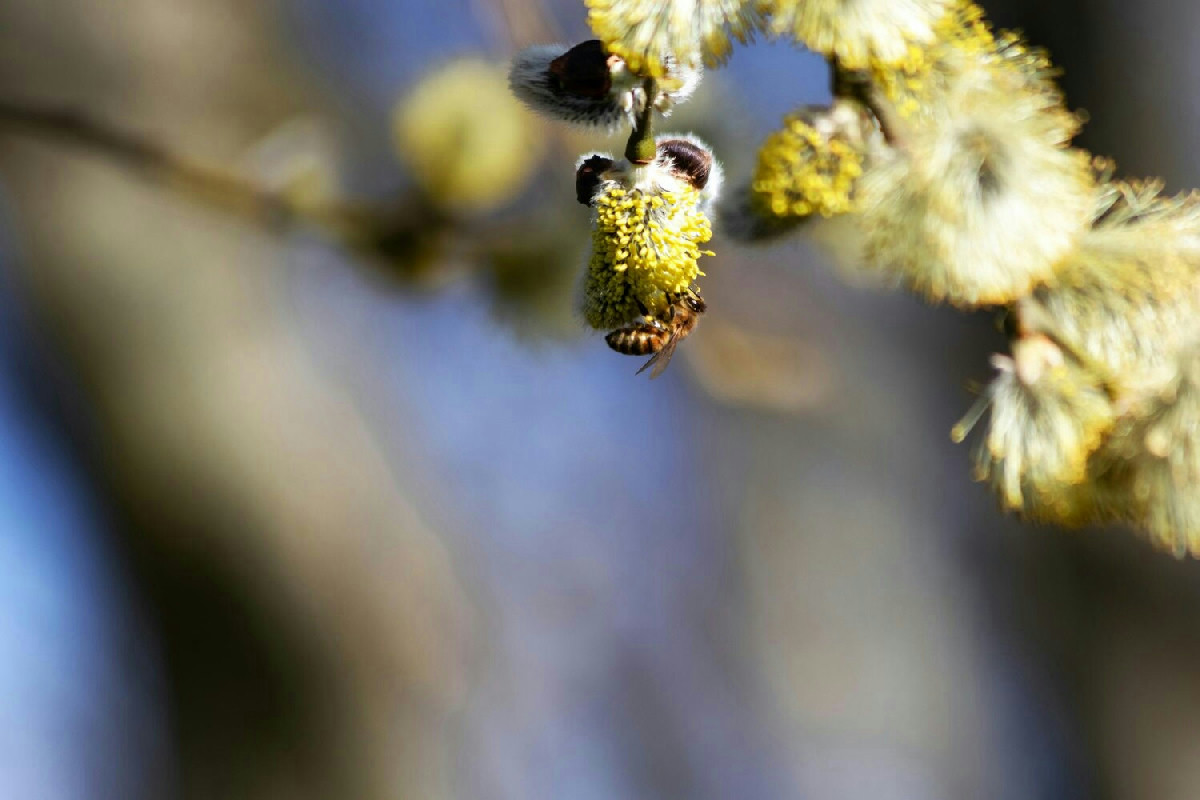 Proteggi il tuo giardino dai calabroni con metodi naturali efficaci e facili da applicare