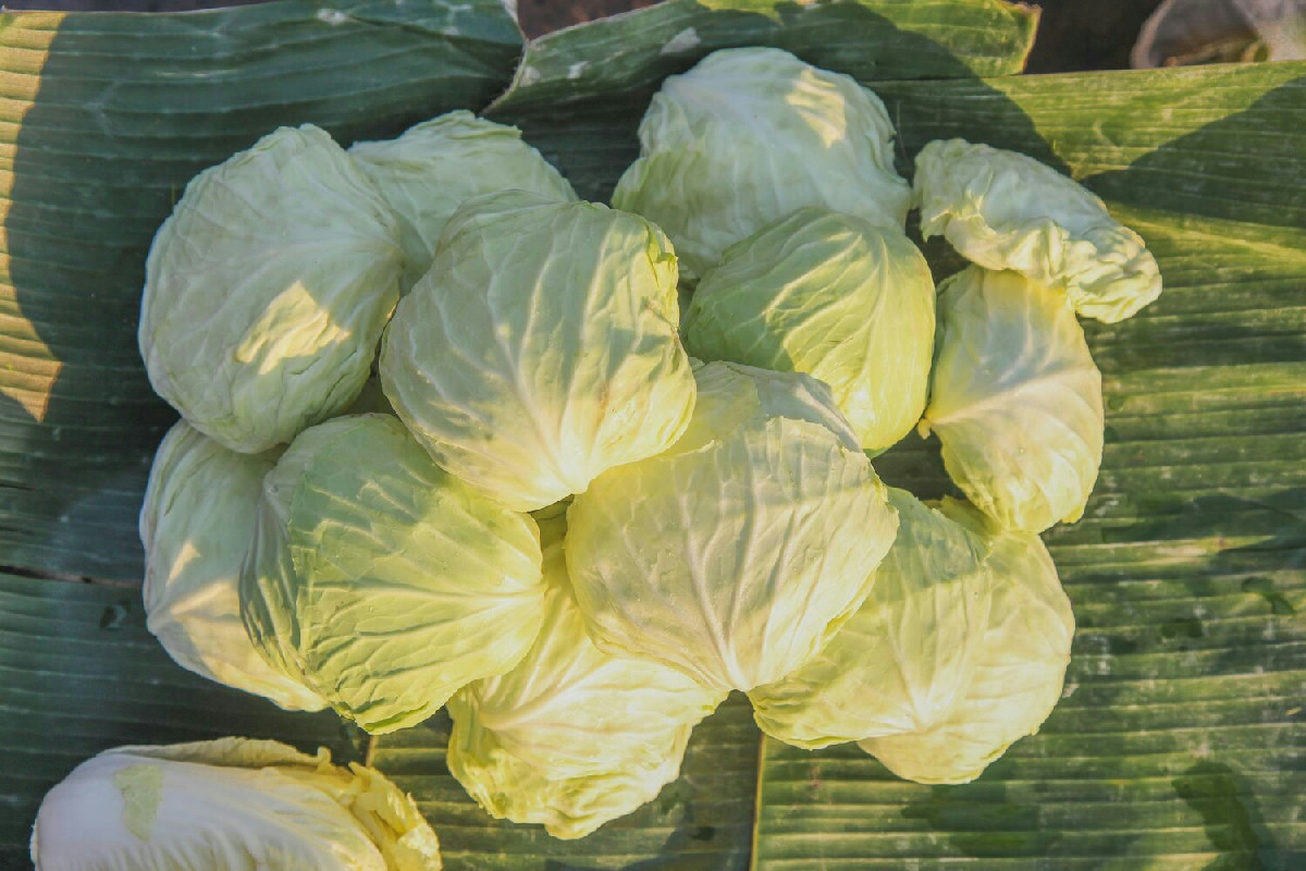 La ricetta rustica di riso e verza della zia, omaggio al sapore autentico di Napoli