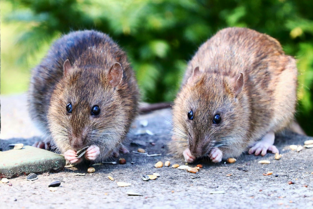 Topi invadono il giardino con il gelo? Questo rimedio naturale li farà sparire in un lampo!
